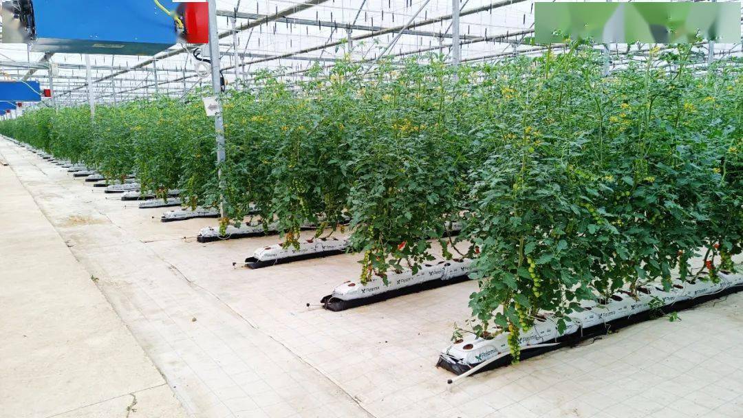 科技赋能乐平蔬菜,品质效益同步提升_价格_大棚_种植