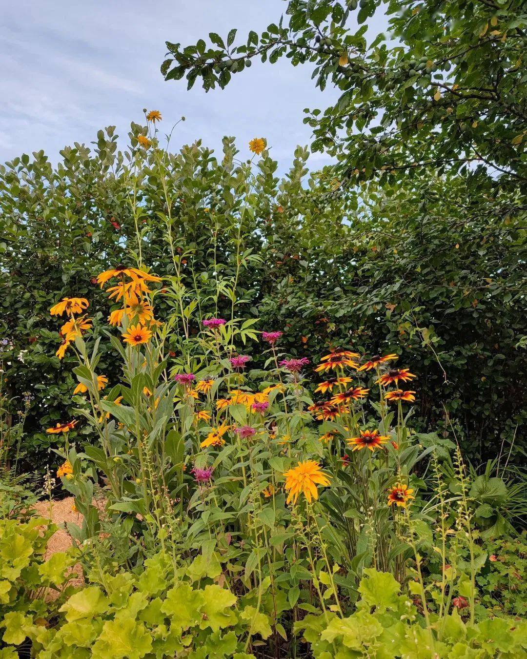 花海_金鸡菊_植物