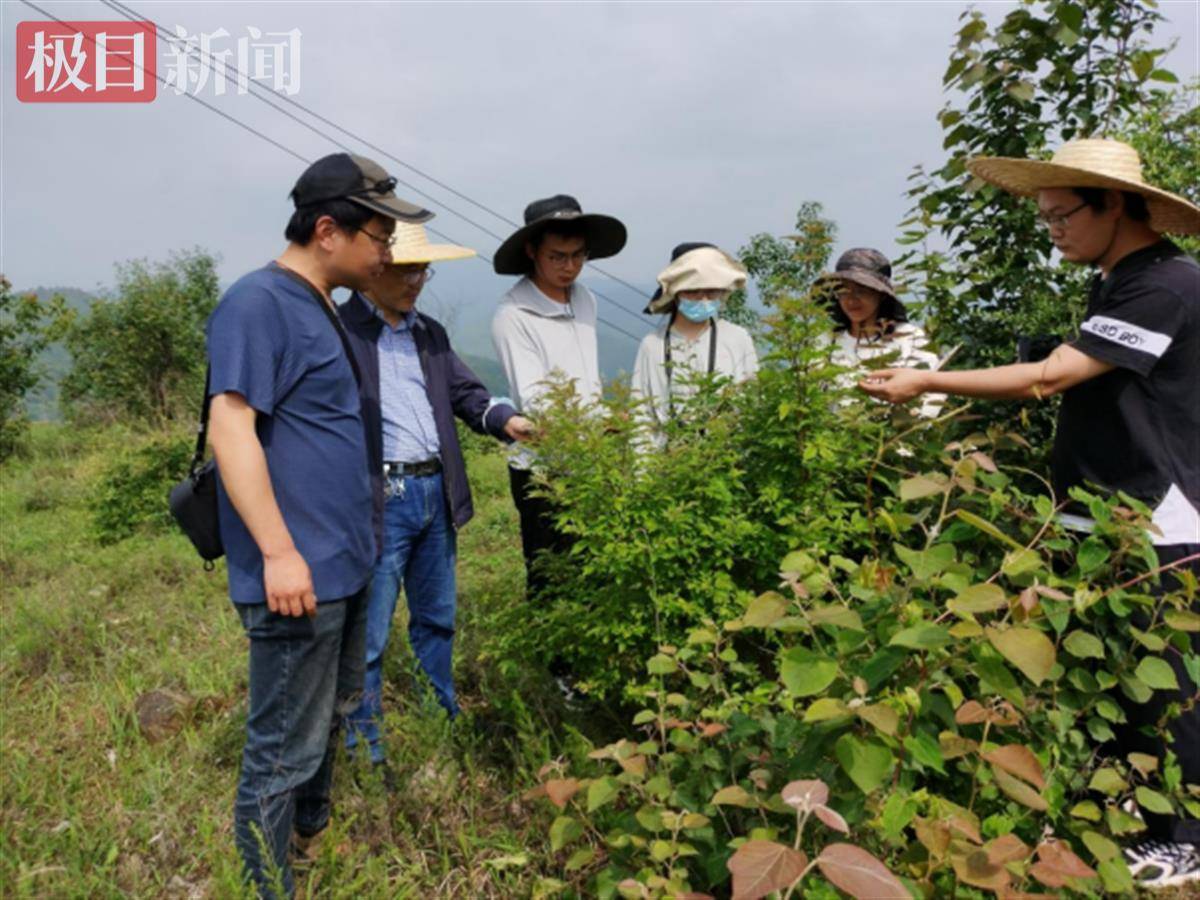 丹江口库区湿地发现国家二级保护植物野大豆