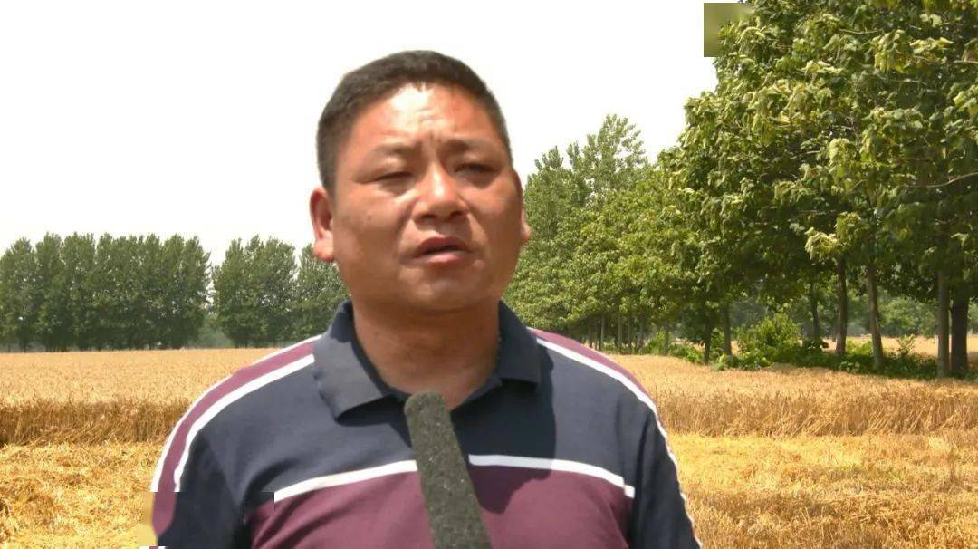 民兵"突击队" 麦田"抢收忙"_小麦_涡阳_新兴镇