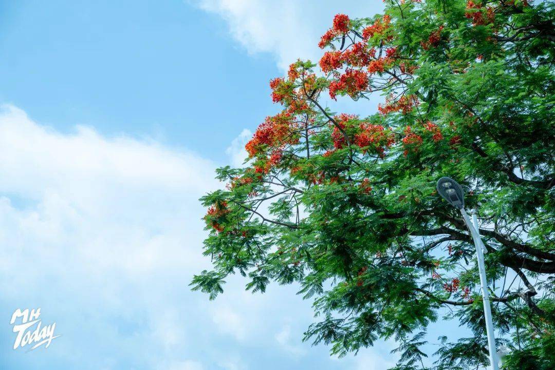 鳳凰花開繪錦繡,乘風破浪捷報傳 | 祝願棉湖學子們高考順利,金榜題名!