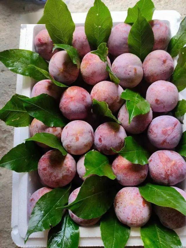 理赔_地址_红包