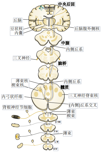 深感觉传导通路图片