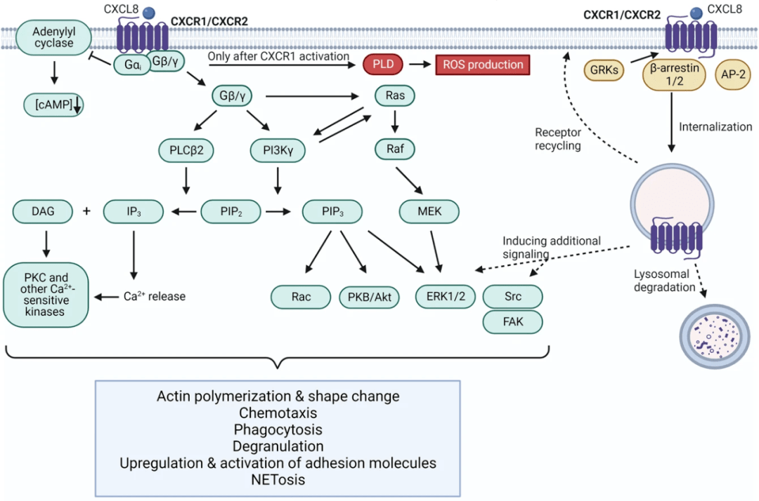 中性粒细胞炎症关键趋化因子_诱导_肿瘤_作用