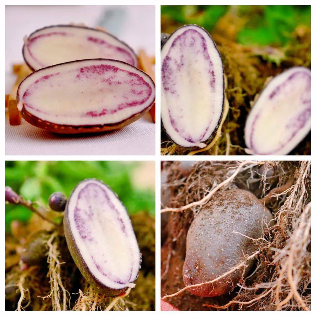 【盘州旅游】四格乌洋芋 | 薯中精品,高山上的美味_紫色_程序_贵州人