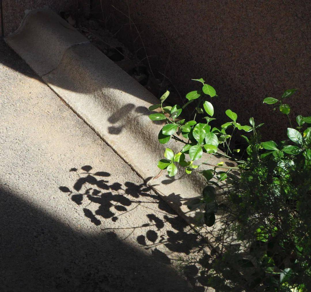 九年级李思彤九年级纪昭蓉国际部九年级郭子贤九年级吴一可 张清心六