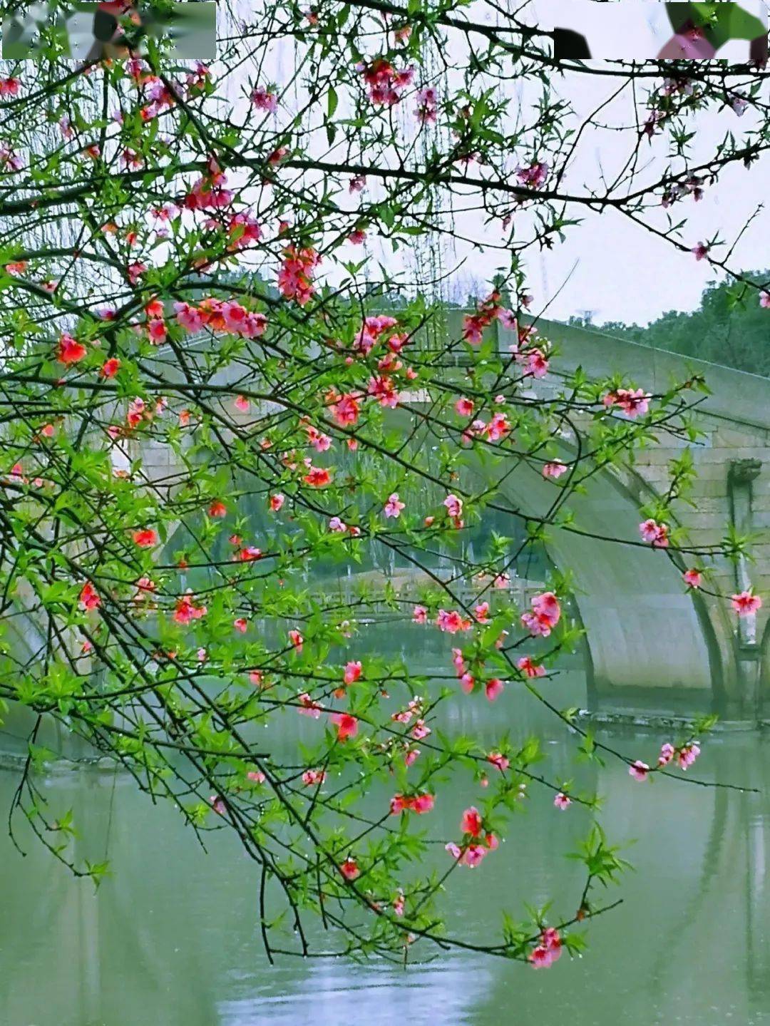 【云天社@北美分社】小雨(外一首)作者/红雨_天文学_我家_平台