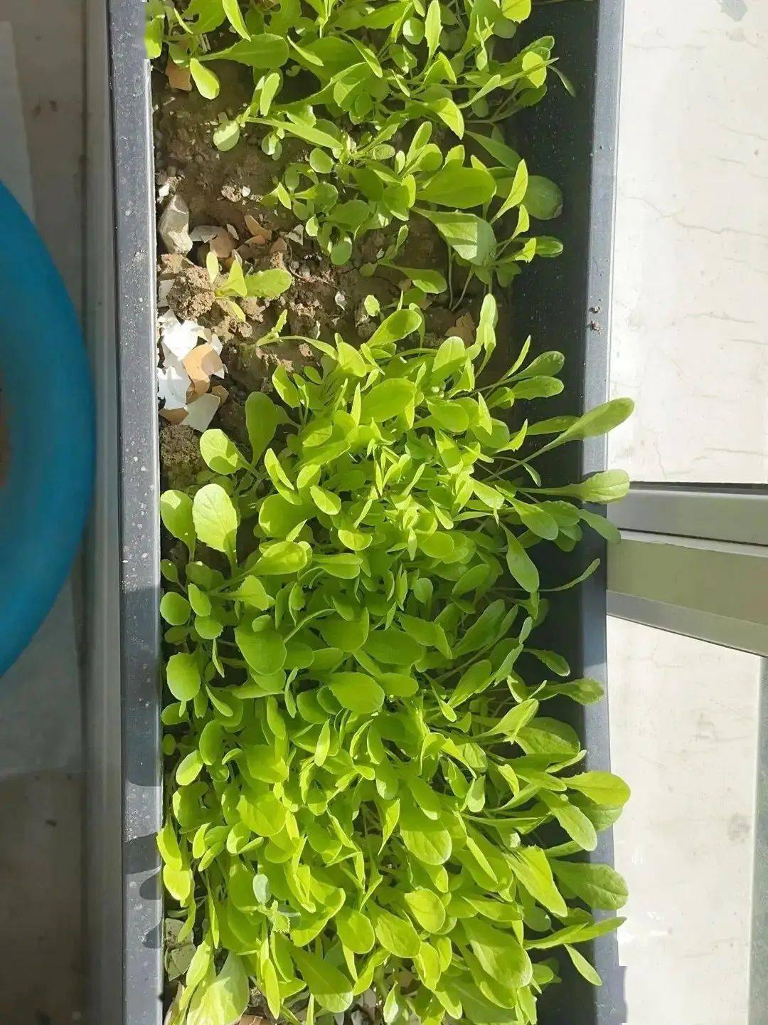 盆栽菠菜:从播种至收获仅需5周,来瞧瞧我的栽种过程有多快乐!_步骤_土壤_种子
