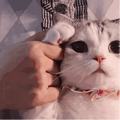 沙雕搞笑表情包:馋你了_il_li_熊猫头