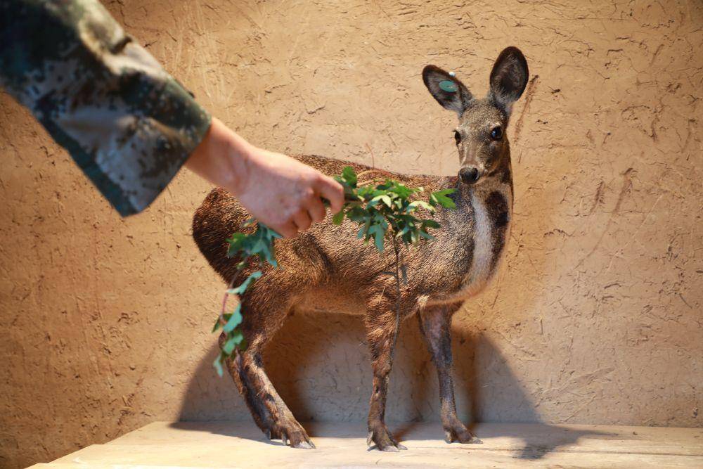 再造子午岭 林下生"金银"_林麝_养蜂_梁军