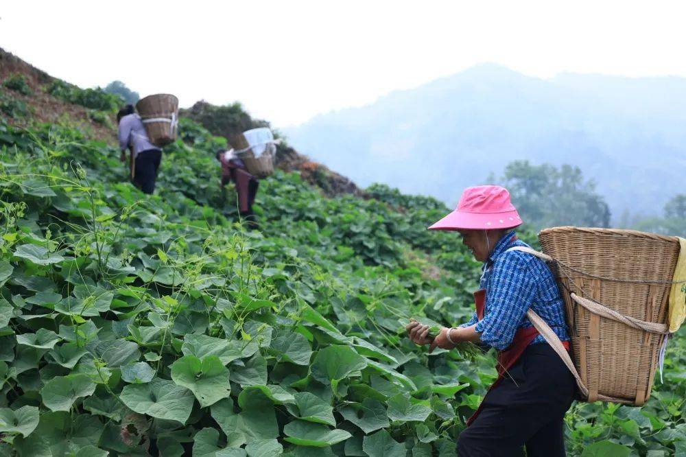 天全县:龙须菜抢"鲜"上市 "绿苗苗"变"金苗苗"_种植_新华乡_村民