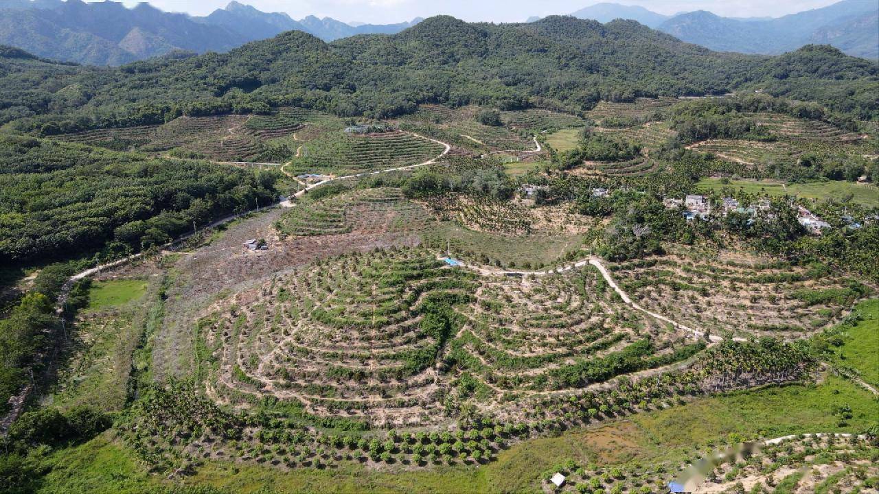 带着这些问题,我们一起到位于海南三亚的首批国产榴莲种植基地去打听