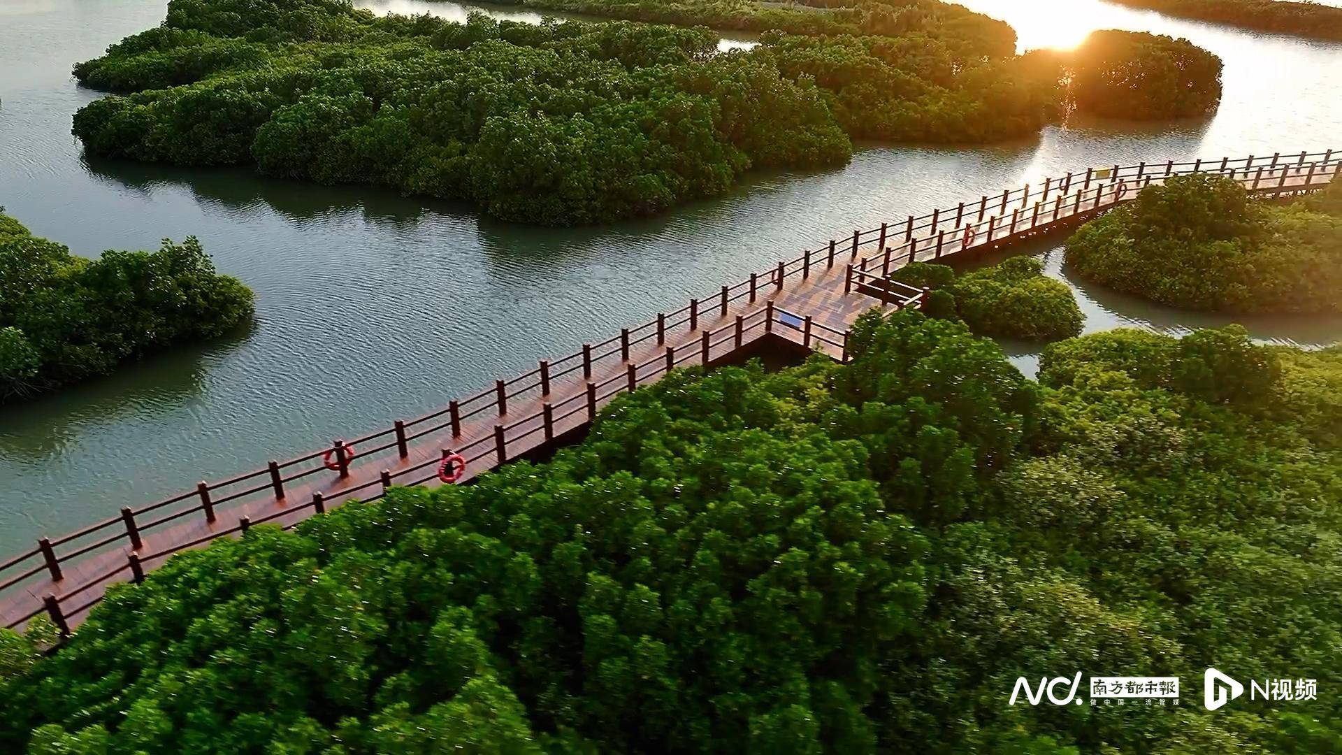 读懂湛江发展,从读懂"绿色文章"开始