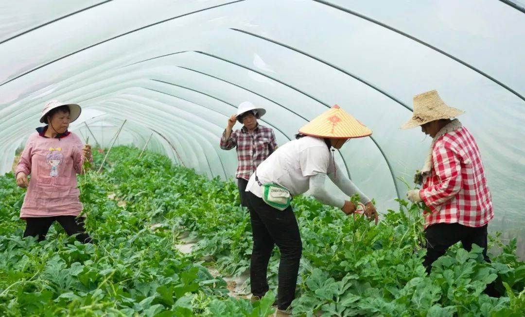 【乡村振兴】钟山:"小糖丸"西瓜喜丰收甜了农民心_种植_发展_农业