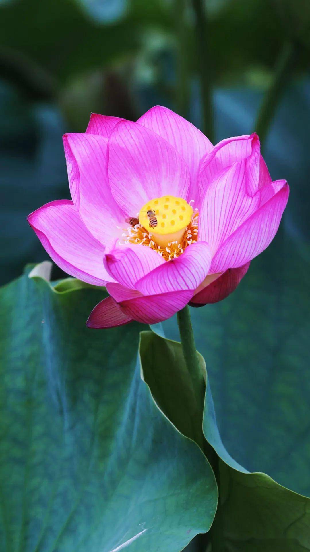 十里荷花盛开季!2023都江堰最美赏荷图惊艳来袭_满池_荷叶_荷塘