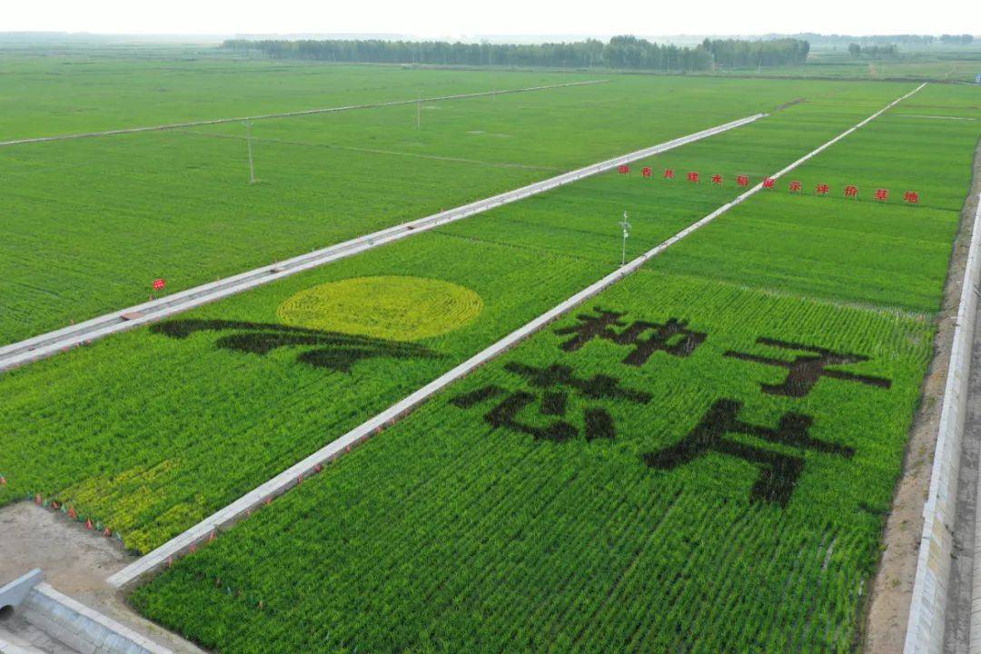 浴"洪"重生,回眸泰来农场25年发展历程_党旗_建设_洪水