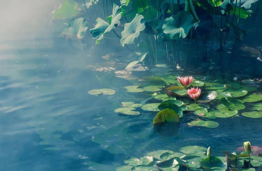 8,夏日,静赏一池荷花,在荷香中入梦《西湖杂咏·夏》元·薛昂夫晴云轻
