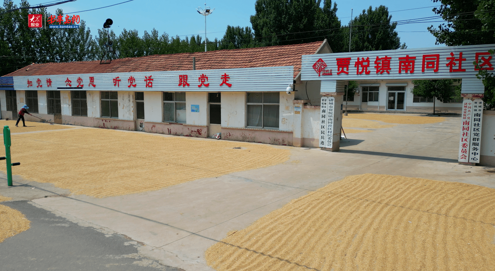 诸城市贾悦镇开放部分道路和社区大院支持农民晒粮 网友点赞:麦收的