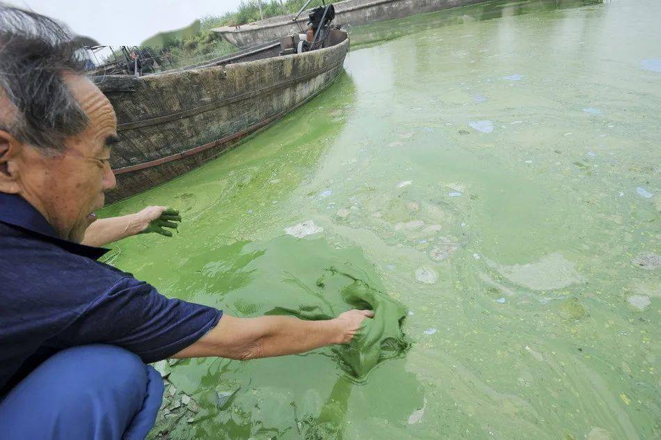 康洁75蓝藻的滋生加速了水体的老化速度,形成水华,阻断光合作用和