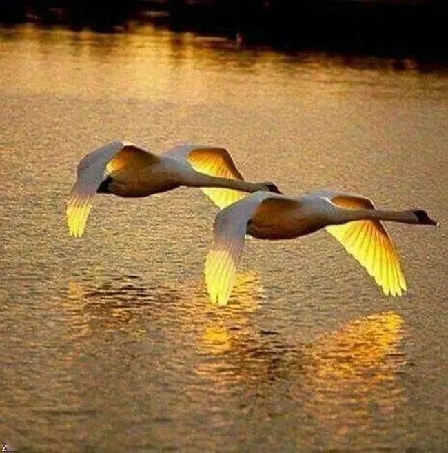 人间比翼双飞鸟!