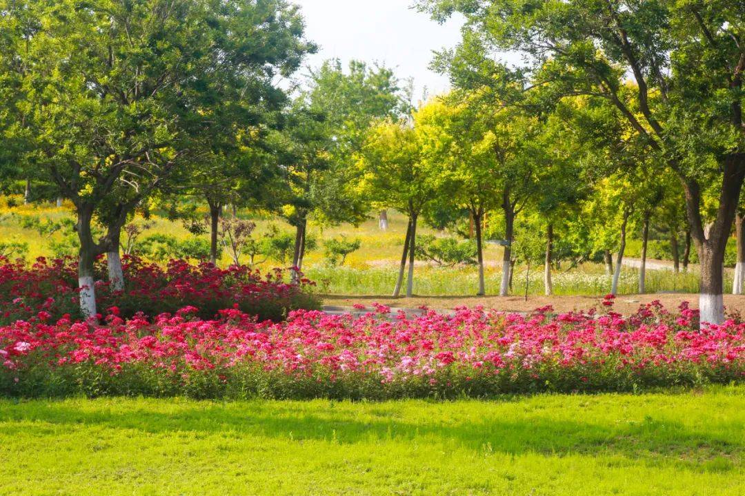 我在烟台找到了现实版"莫奈花园"!_植物园_草坪_月季花