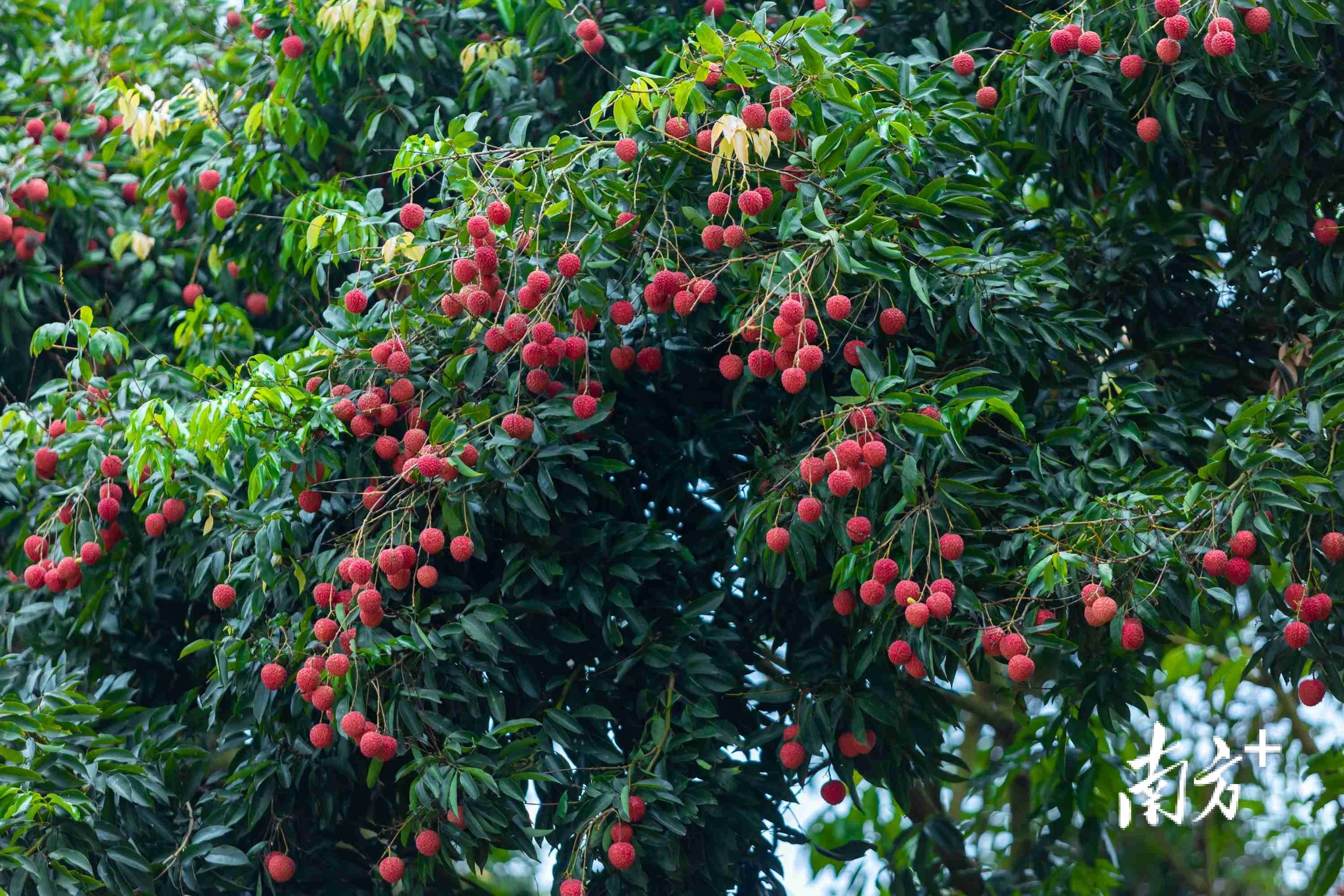 高州市谢鸡镇荔枝营销快人一步_活动_建设_特色