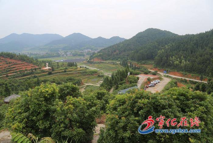 宁化河龙乡:杨梅红火笑开颜 乡村振兴添动力_发展_产业_村民