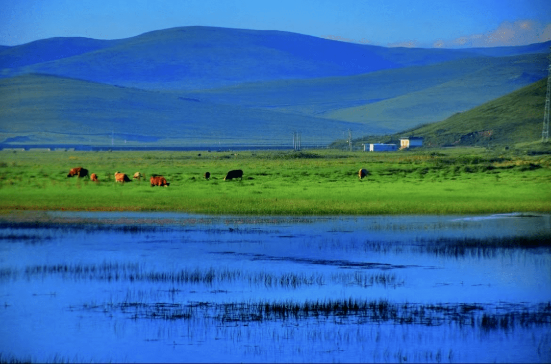 草原_甘肃_湿地