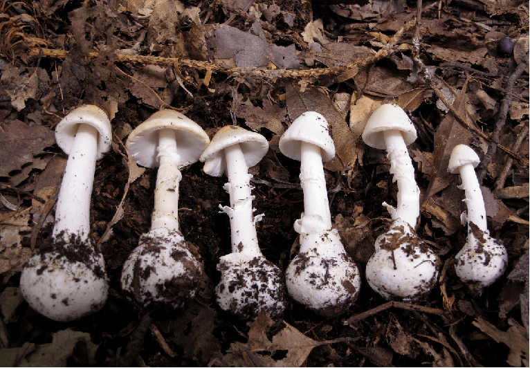 图丨假淡红鹅膏(剧毒)图丨裂皮鹅膏(剧毒)图丨致命鹅膏(剧毒)可食用假