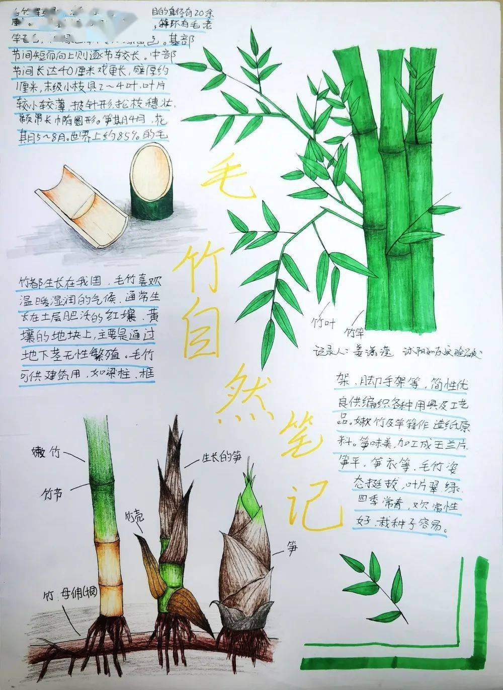 蚂蚁自然笔记作品图片