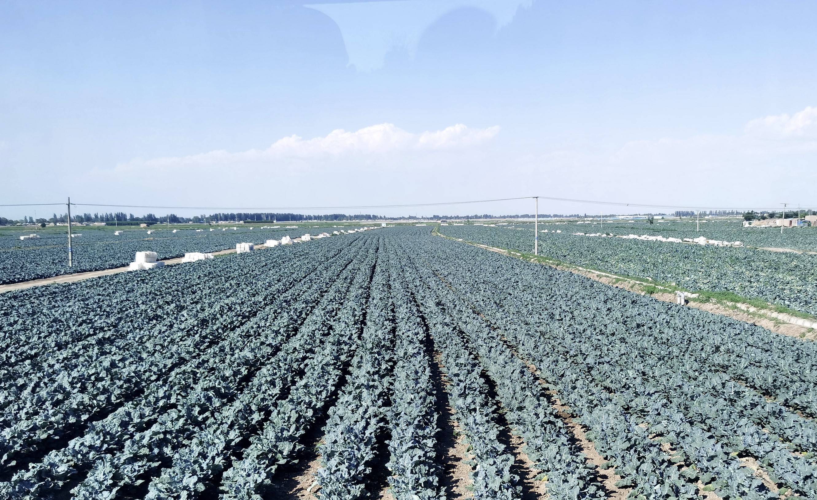 【地评线】贺兰山网评:让"宁菜"成为一张亮丽的"新名片"_蔬菜_宁夏