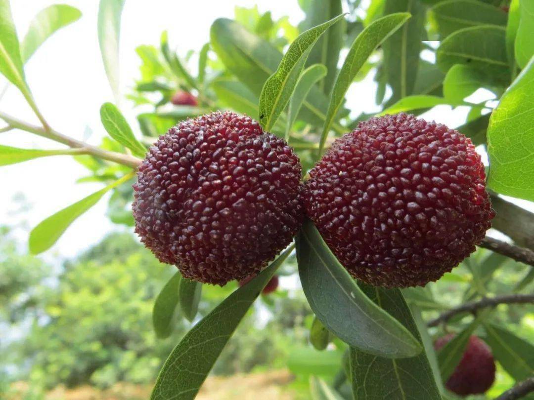 爆汁兰溪杨梅申请出战!_小布_品种_路段