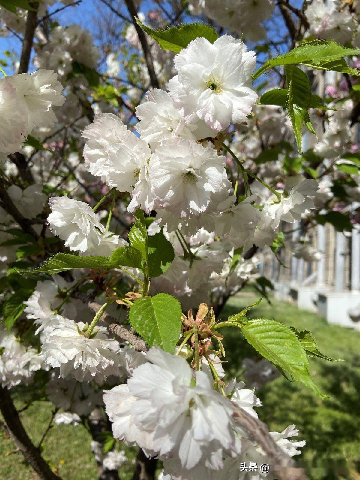 沈阳:胜似白雪白樱花,就是气势还单薄_白色_花瓣_粉色