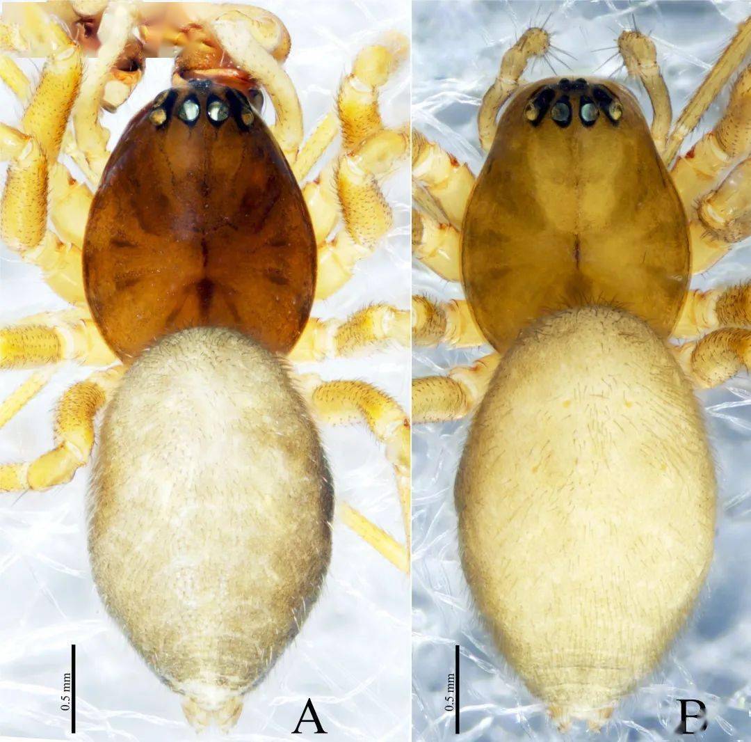 拇指帽蛛molestia pollicaris irfan, wang & zhang, 2023巫山印蛛