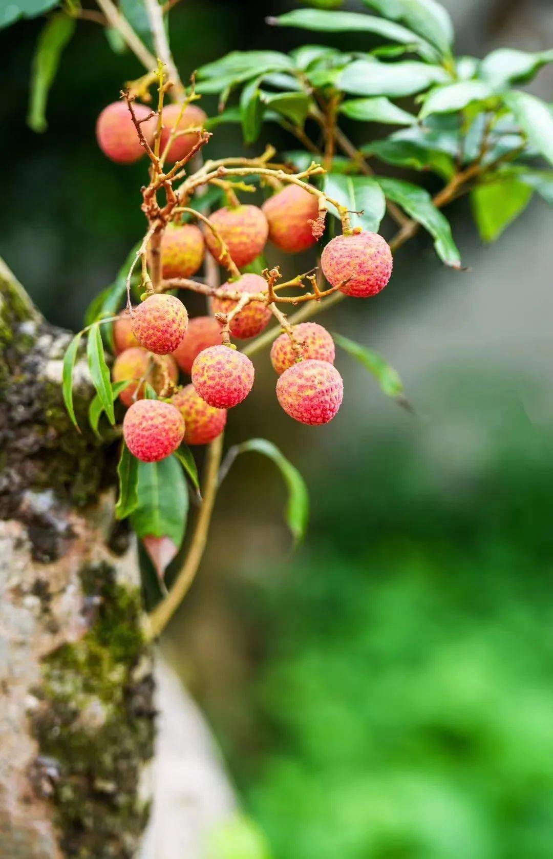 2023年"醉美新兴 香荔映红"摄影,短视频大赛作品征集开始啦!
