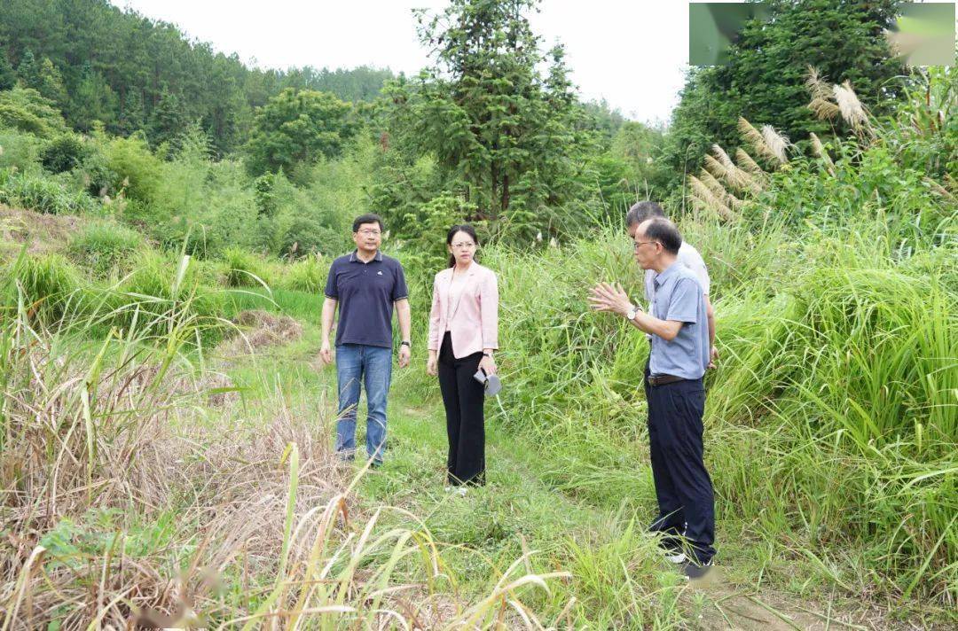 定南县委副书记,县长陈钰滢深入岿美山镇三亨村,老城镇上洲村和老