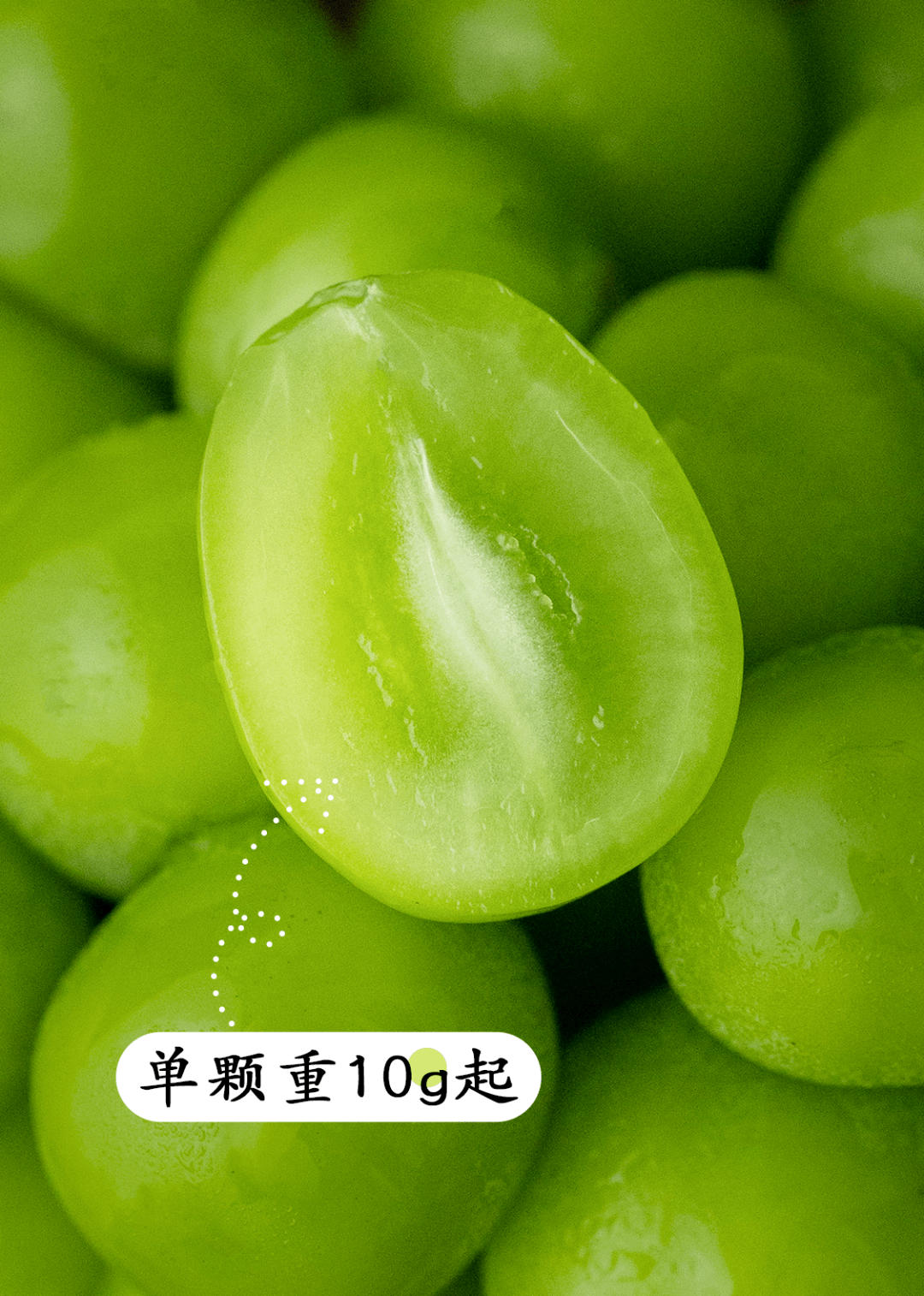 ole| 香印青提 还有首发新品种「超大果」亮相_玫瑰_种植_专业