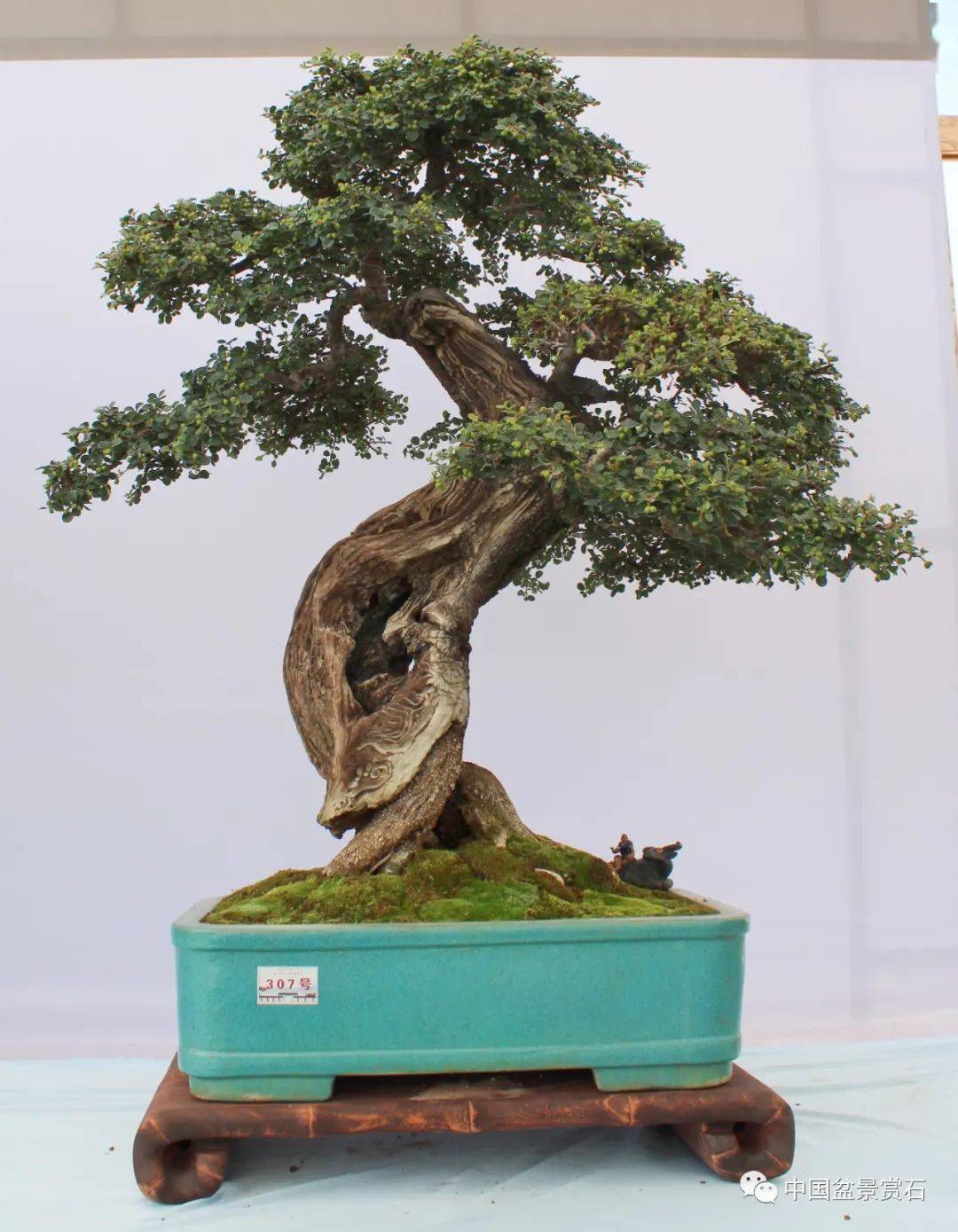 第十届云南省盆景展评选结果已出炉!_cm_规格_清香