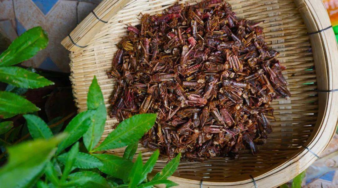 捉蚂蚱:儿时记忆里那道最好吃的食品 ‖周战山_花柄_生活_因为