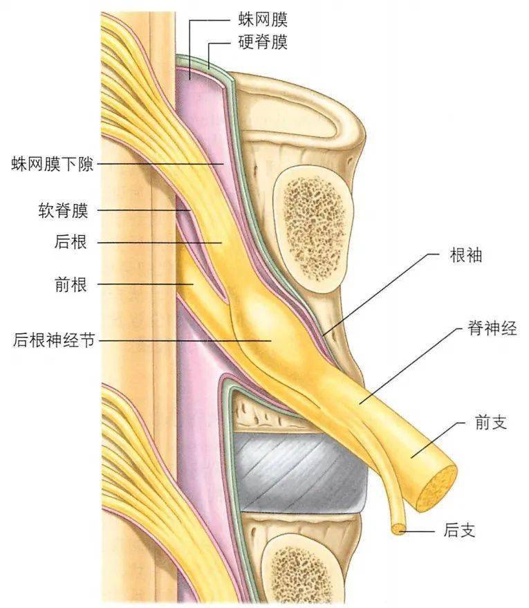 经腰椎横断面脊神经解剖经胸椎横断面脊神经解剖脊神经的组成和分支