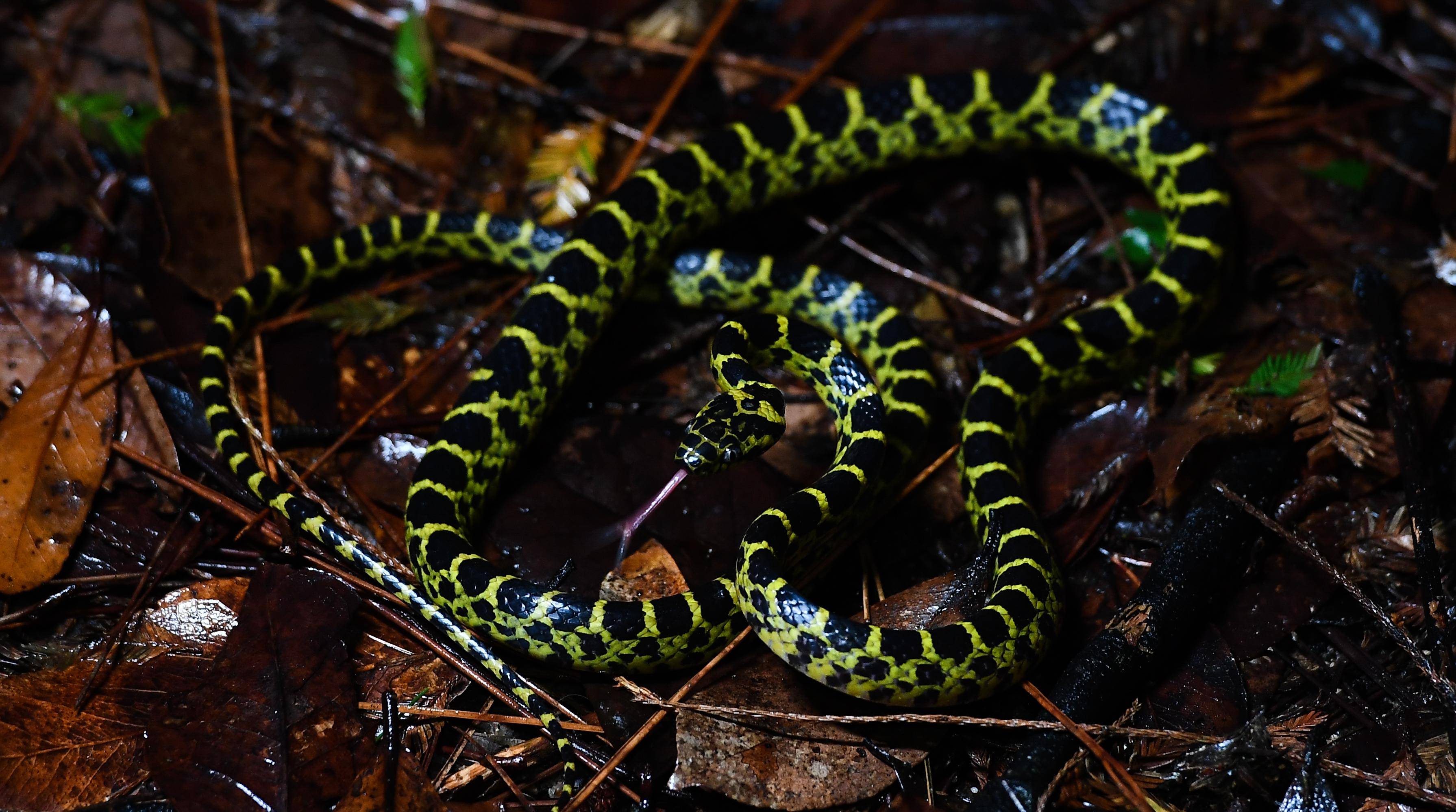 (新华全媒 )夜探雨林