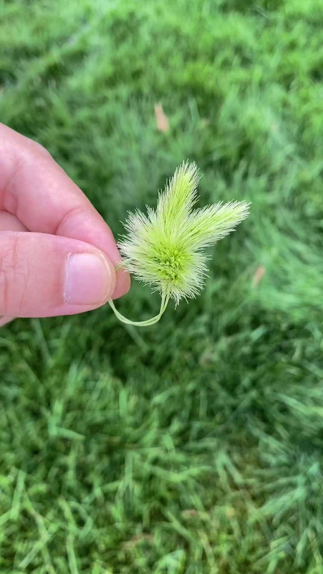 夏天了,用狗尾巴草做可爱的小兔子戒指,一起来试试吧童年回忆 亲子
