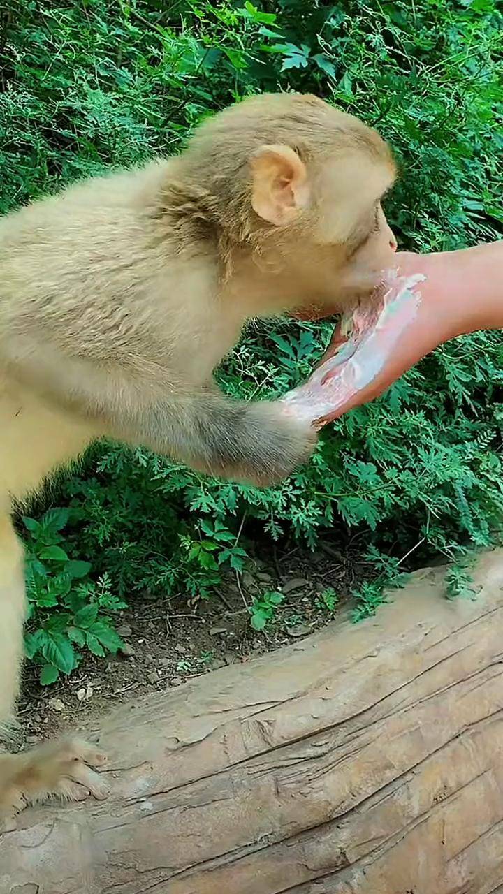 奶油猴子的简单挤法图片