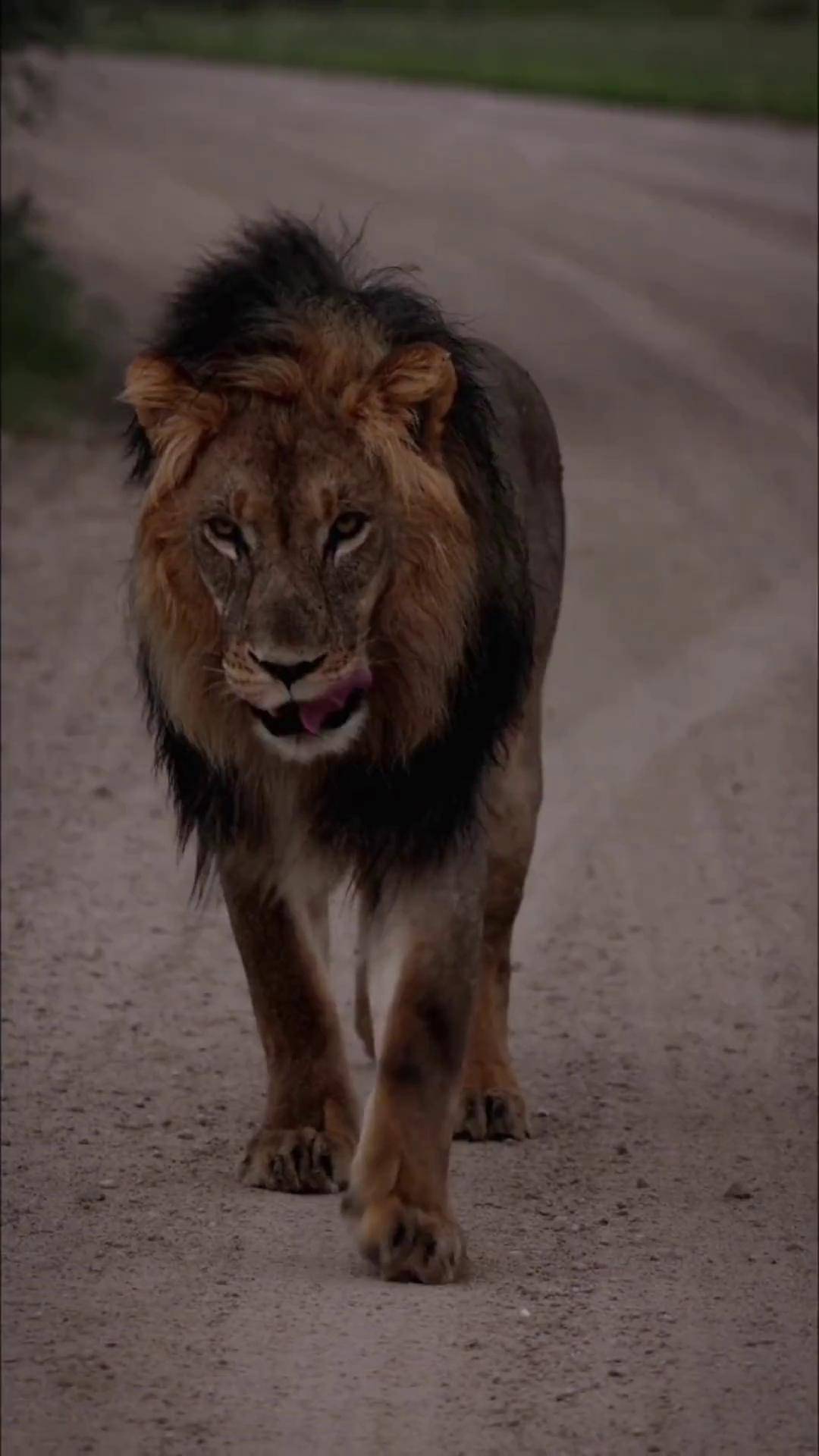 雄狮撒旦,为兄长断后以一敌四从未低下它高傲的头颅,细数已过10周年