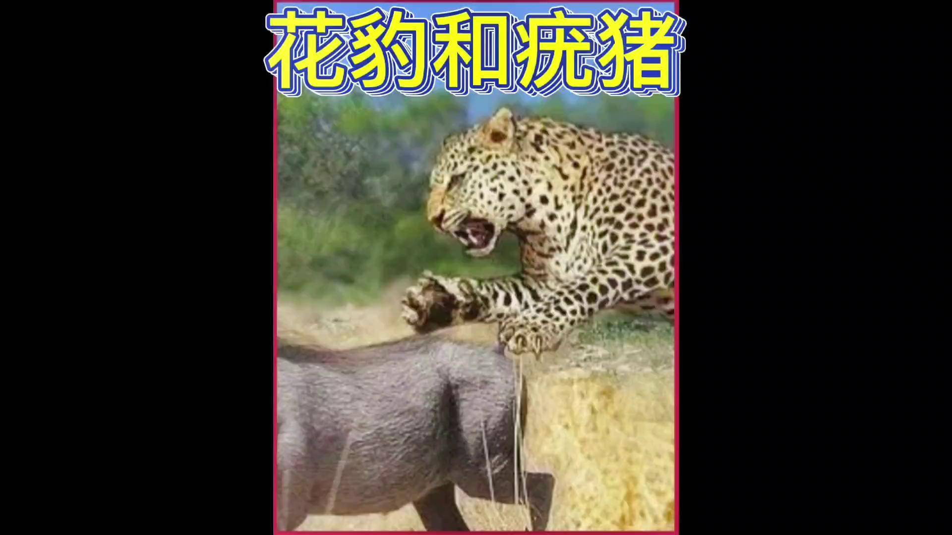 疣猪花豹图片