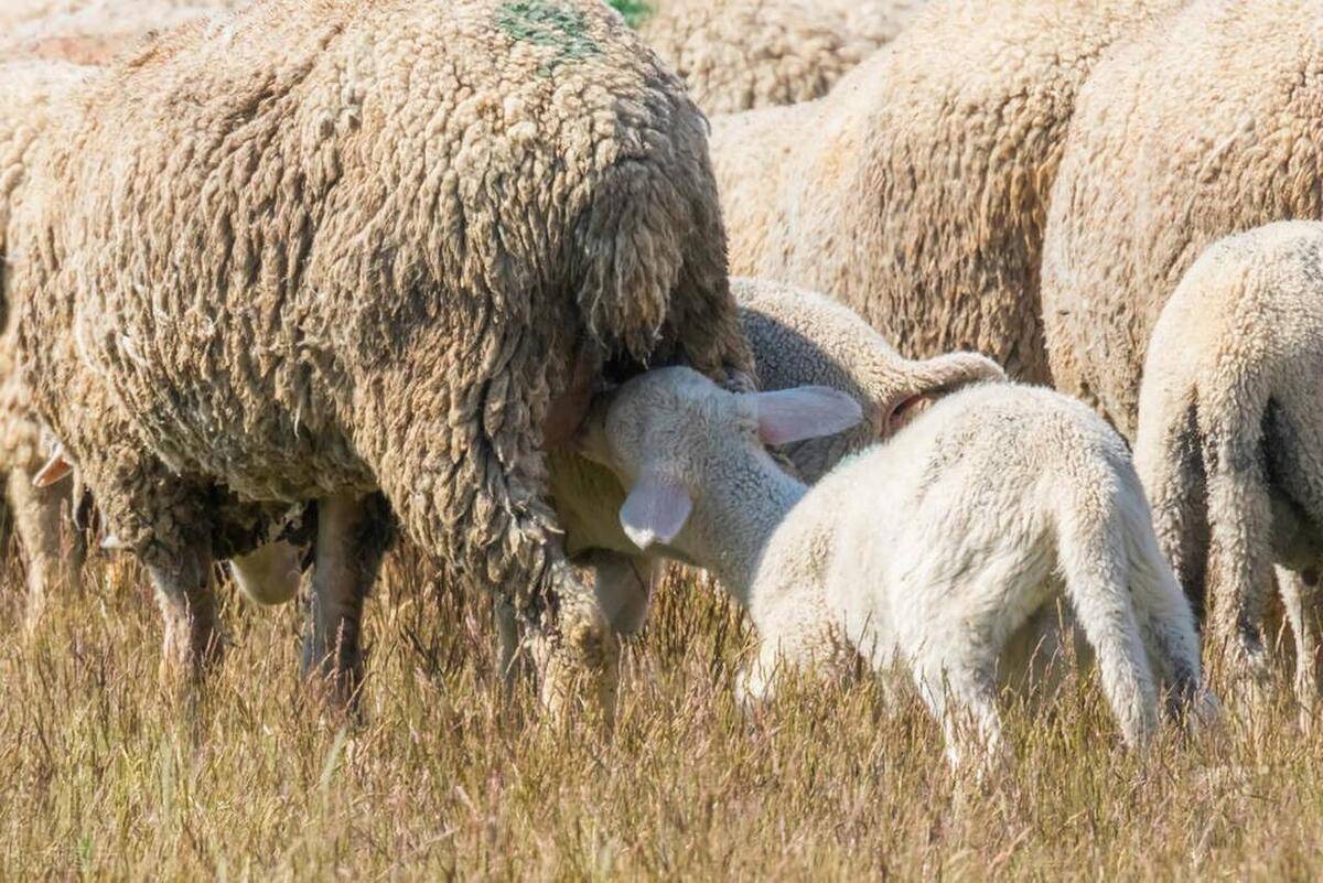 新生羔羊,如何保证它们的哺乳?