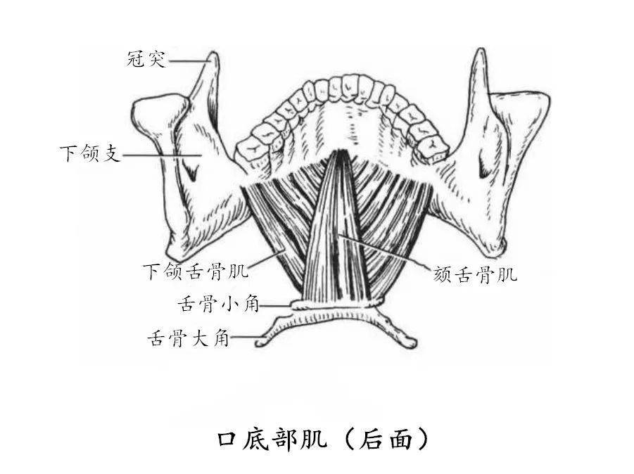 頸部肌肉(高清解剖)_胸骨_斜角_鎖骨