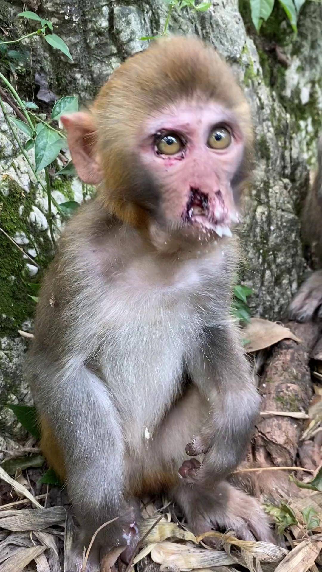 又是一个小缺鼻动物世界