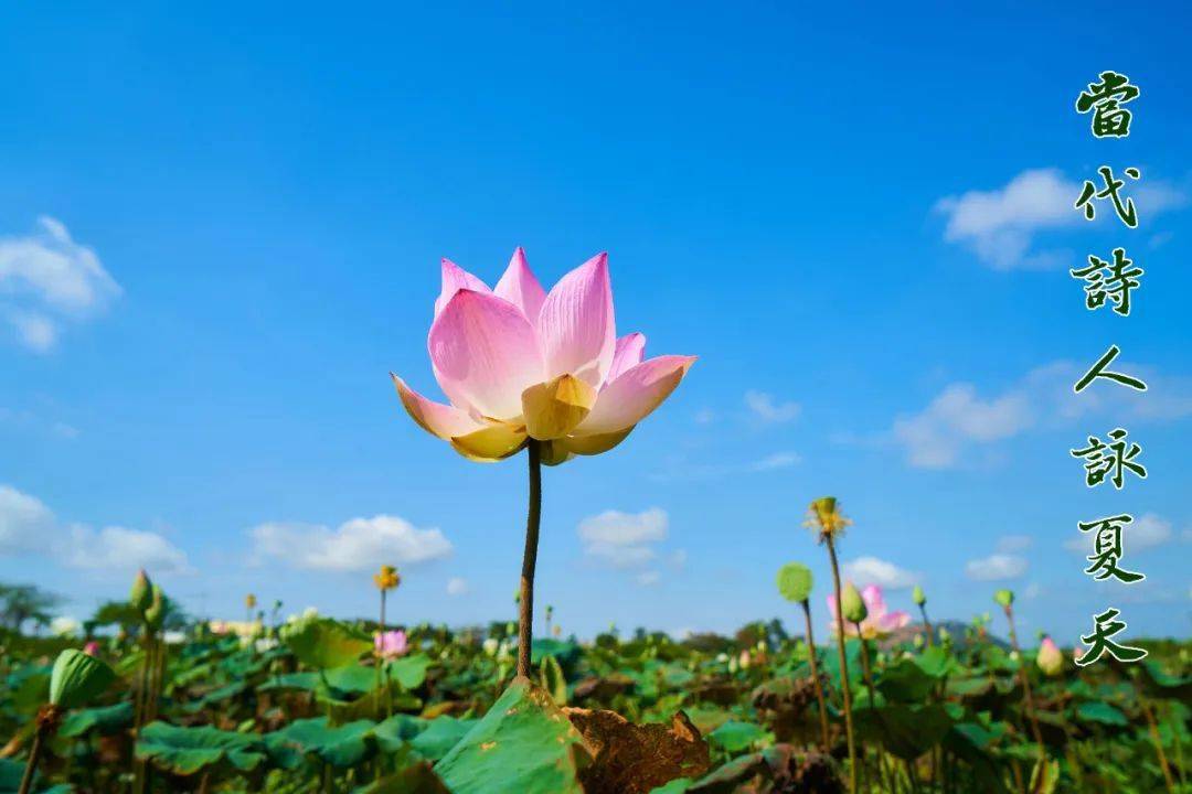 罗海霞,网名霜染落霞,落霞秋水,现居湖北黄冈,女,七零后,诗词爱好者.