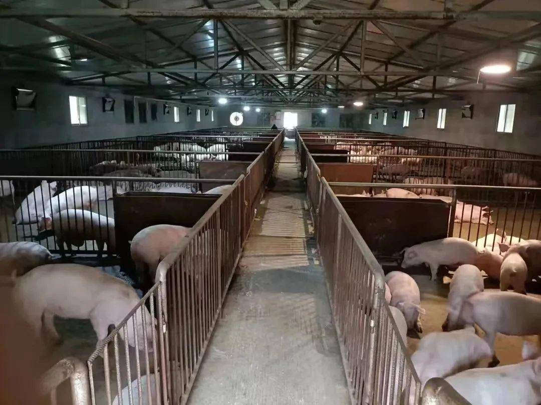 双兴农牧2万头仔猪繁育,瑞丰千头肉牛,富发千头良种肉牛等养殖基地